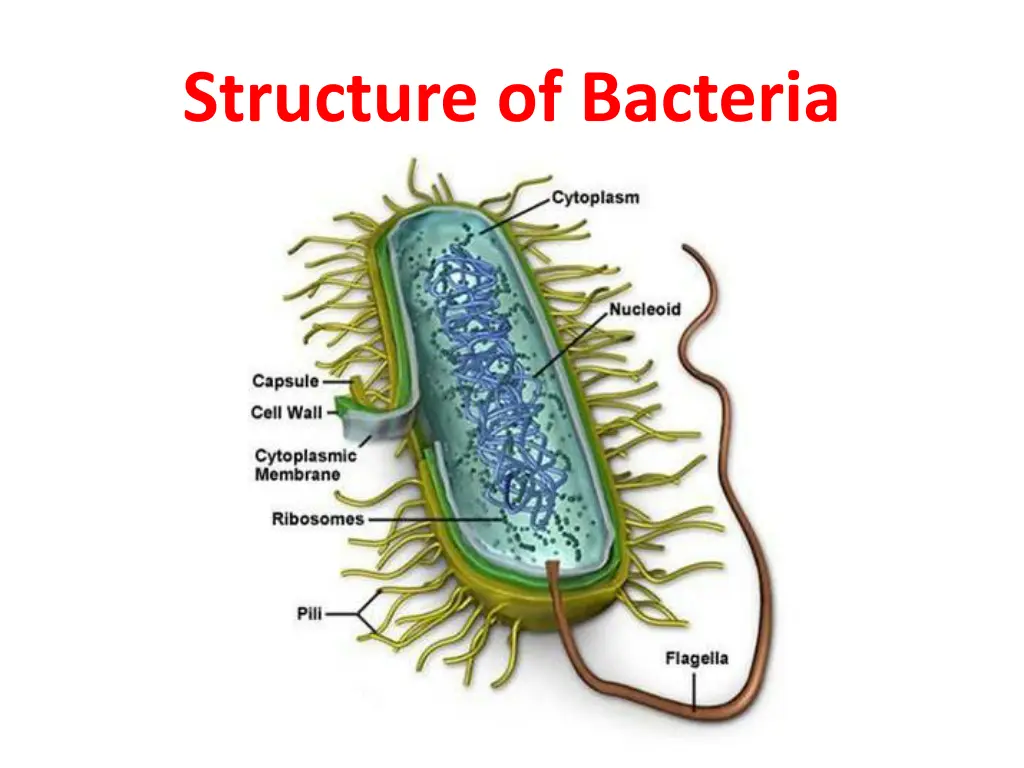 structure of bacteria