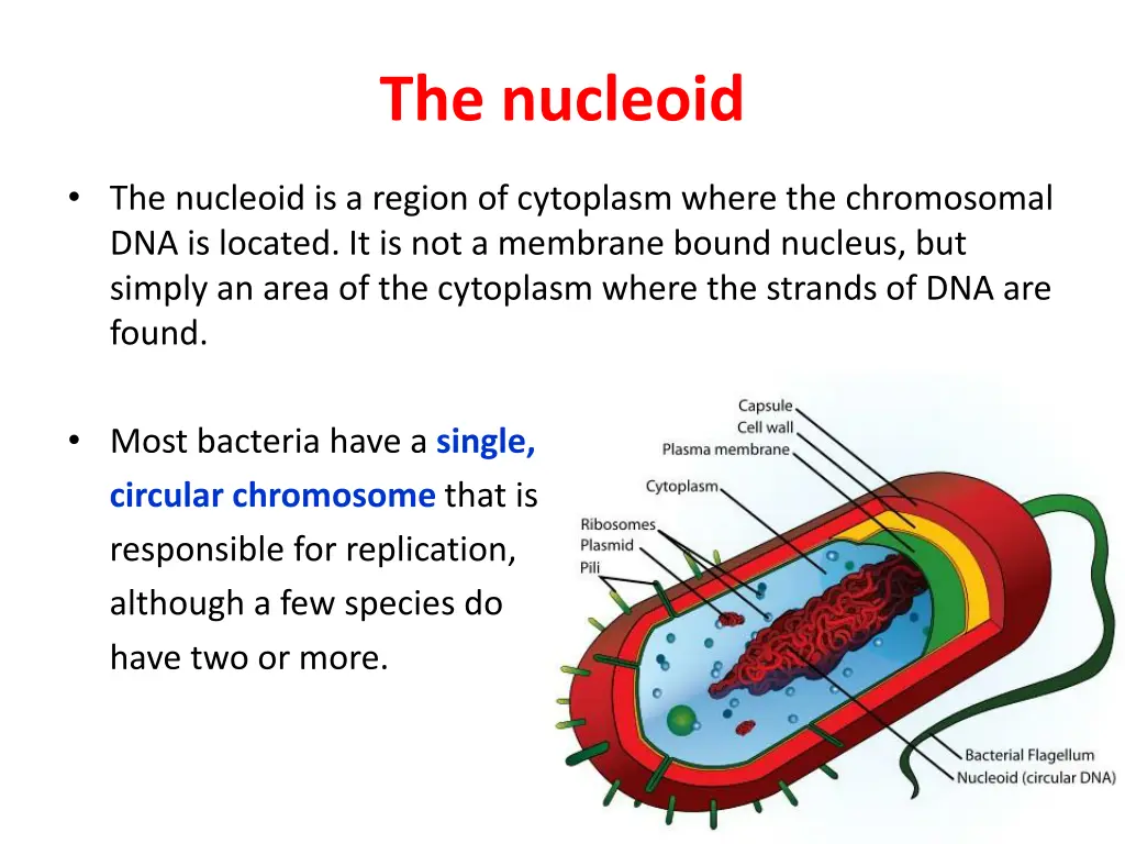 the nucleoid