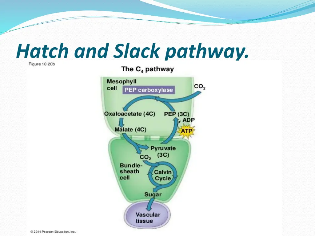 hatch and slack pathway