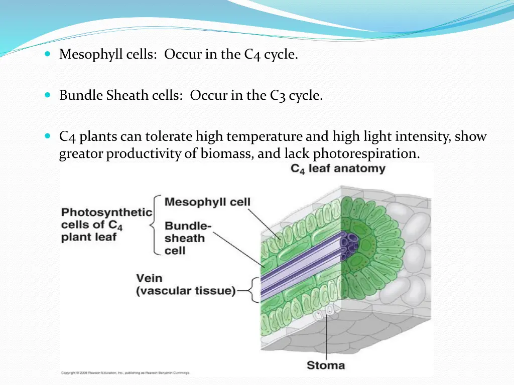 mesophyll cells occur in the c4 cycle