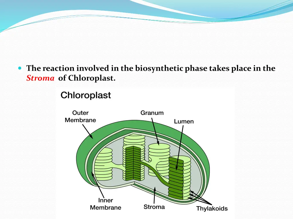 the reaction involved in the biosynthetic phase