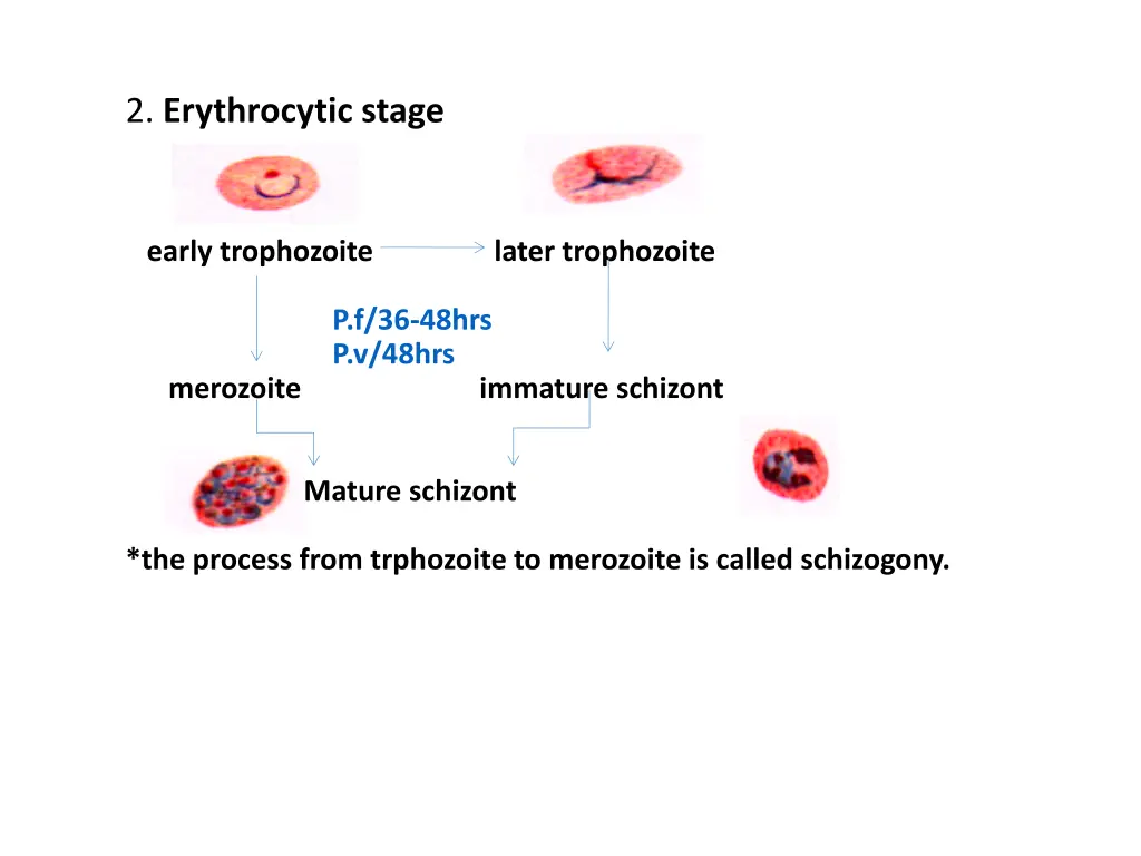 2 erythrocytic stage
