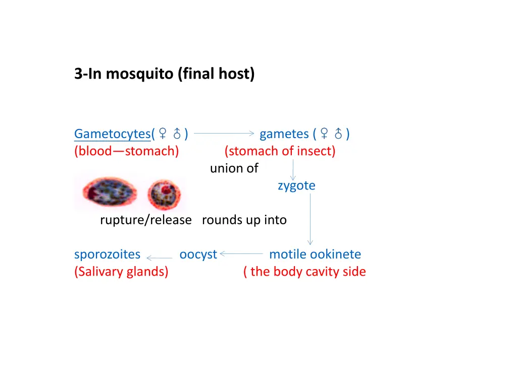 3 in mosquito final host
