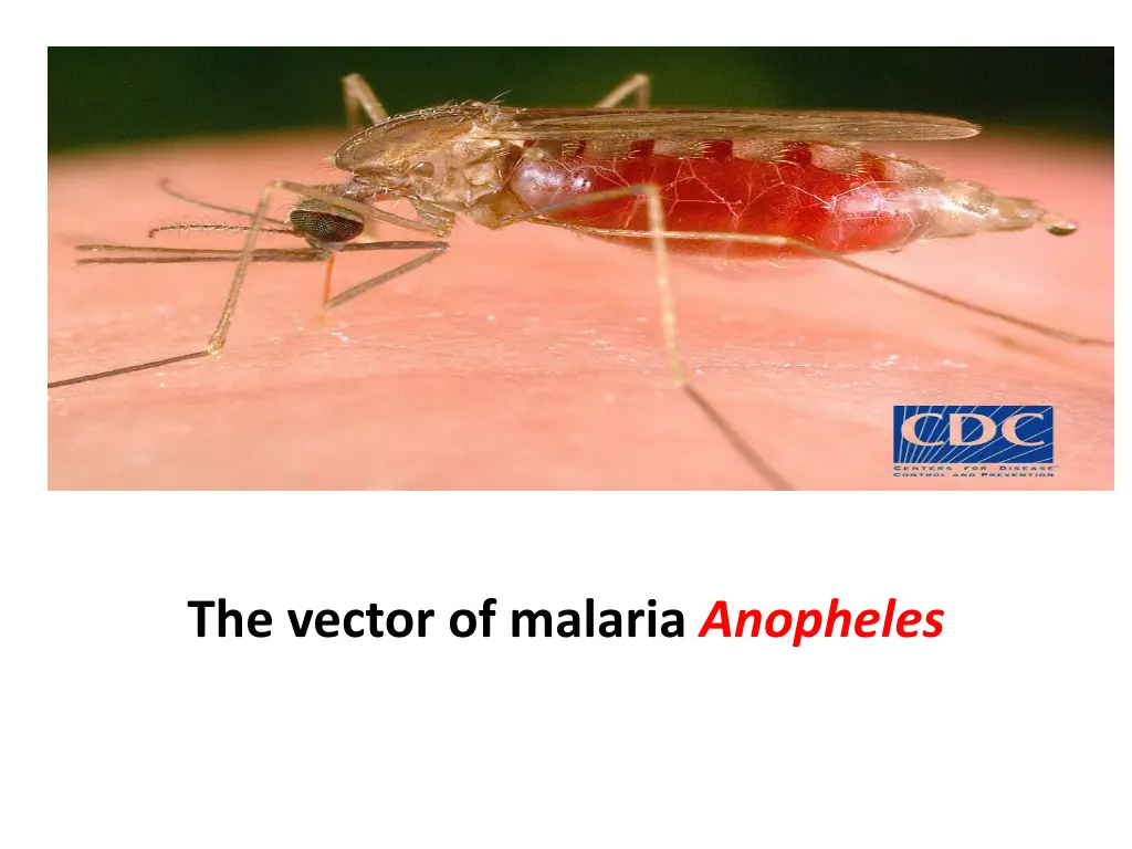 anopheles mosquito