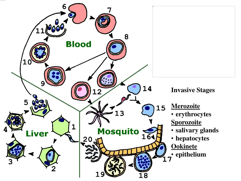 invasive stages