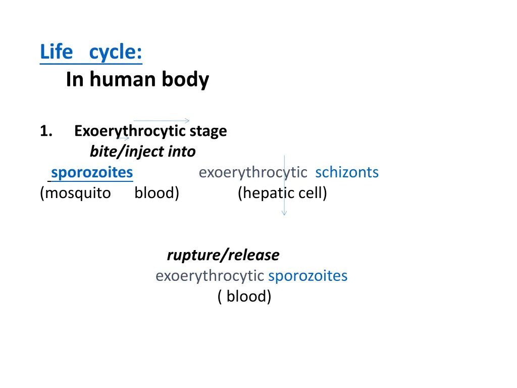 life cycle in human body