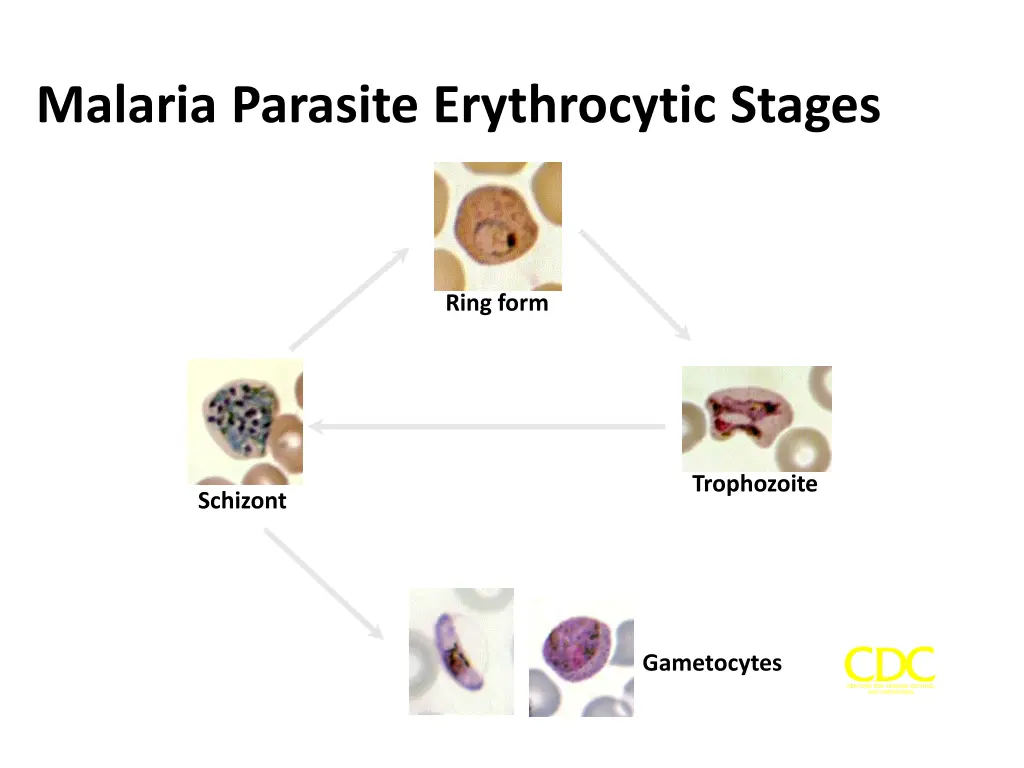 malaria parasite erythrocytic stages