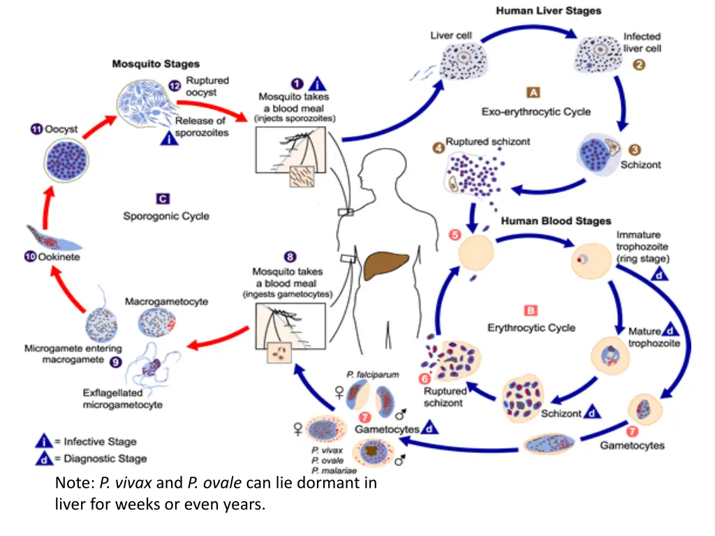 note p vivax and p ovale can lie dormant in liver