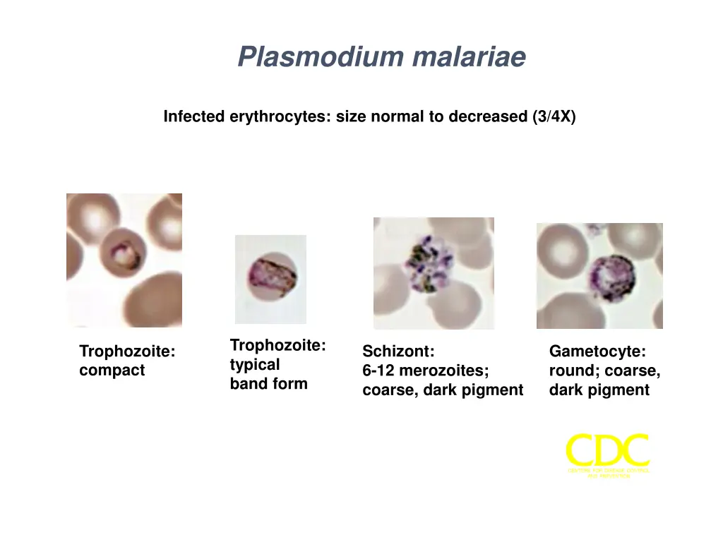 plasmodium malariae