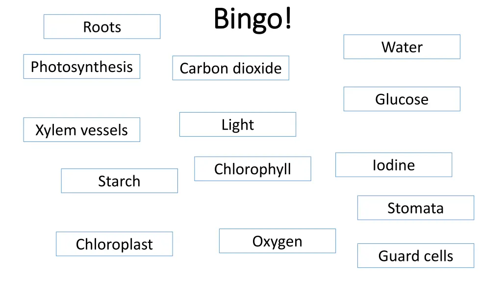 bingo bingo