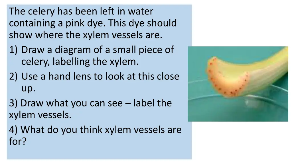 the celery has been left in water containing
