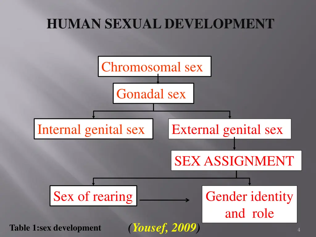 human sexual development
