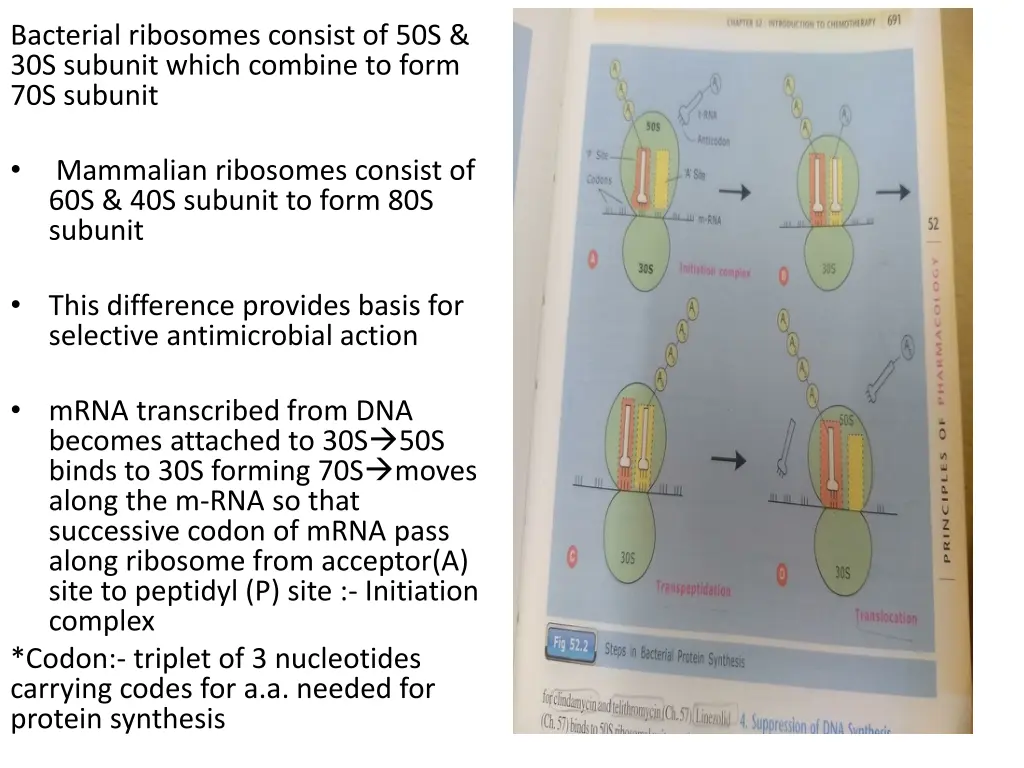 bacterial ribosomes consist of 50s 30s subunit