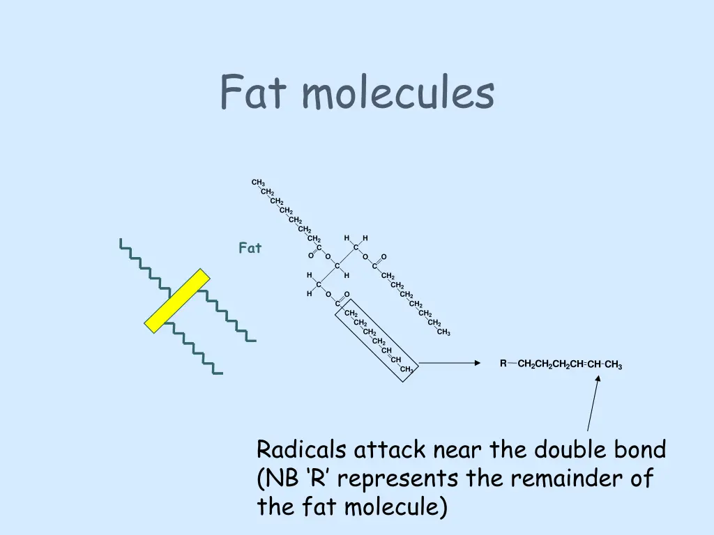fat molecules