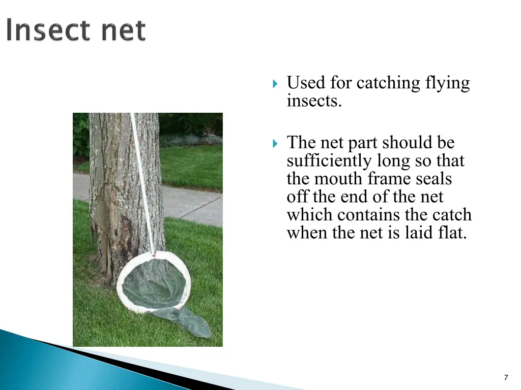 used for catching flying insects