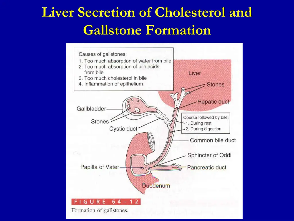 liver secretion of cholesterol and gallstone 1