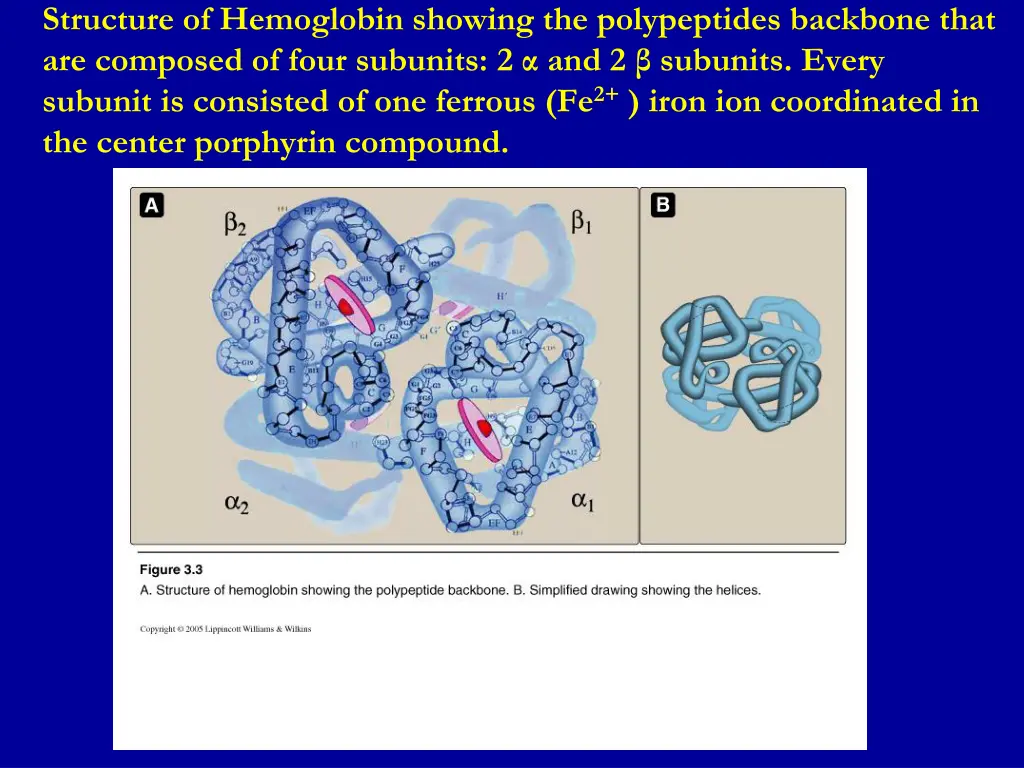 structure of hemoglobin showing the polypeptides