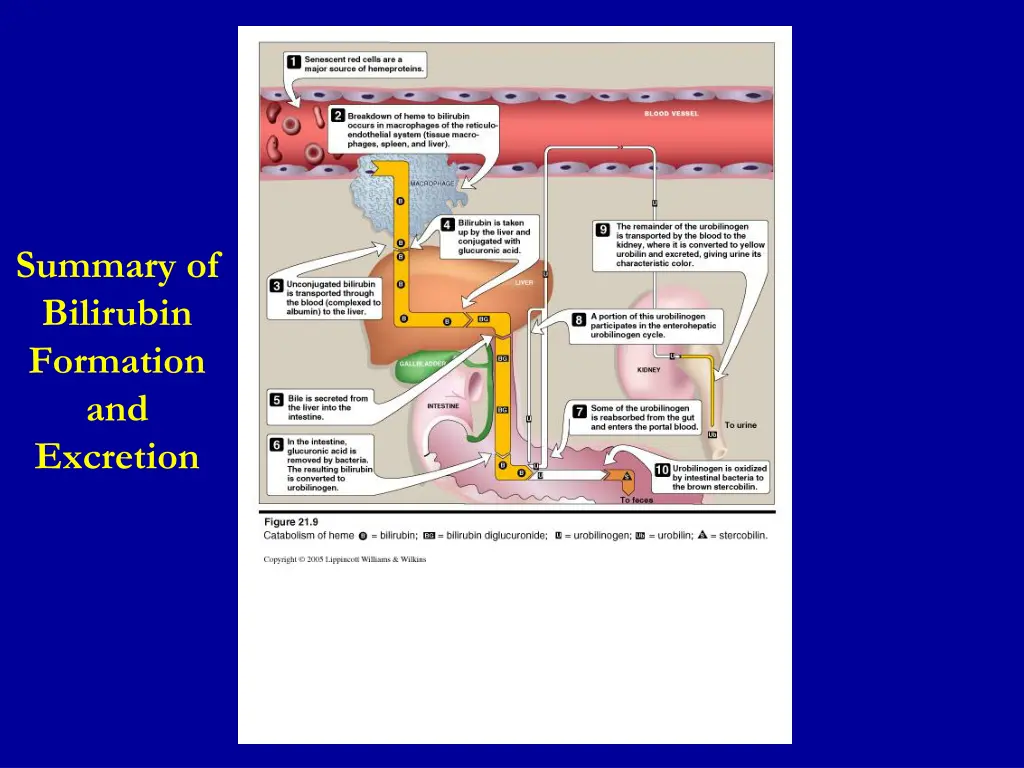 summary of bilirubin formation and excretion
