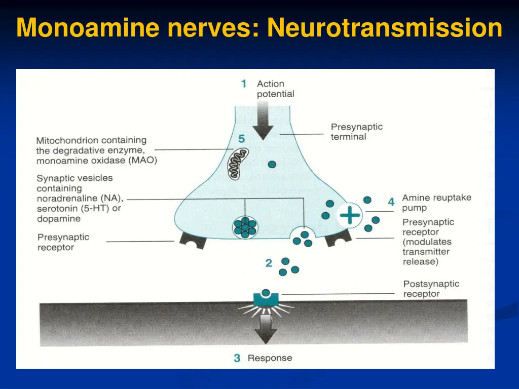 monoamine nerves neurotransmission