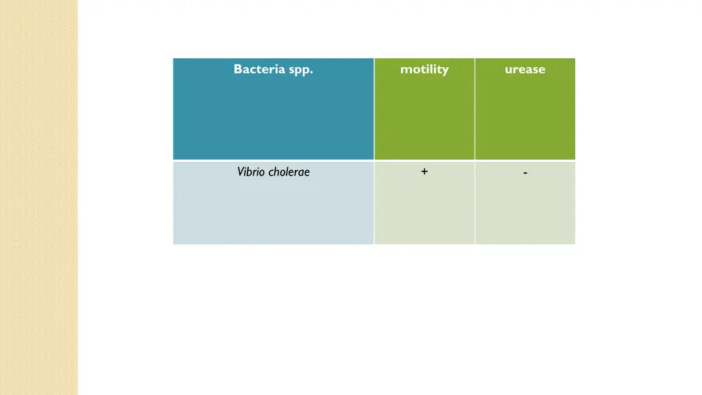 bacteria spp 1