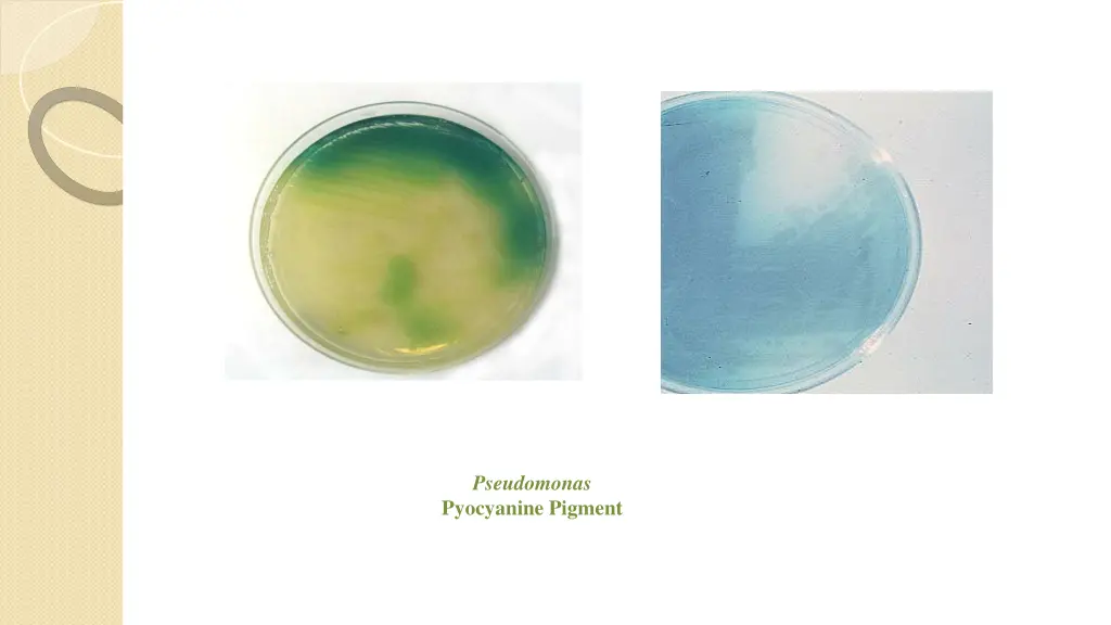 pseudomonas pyocyanine pigment