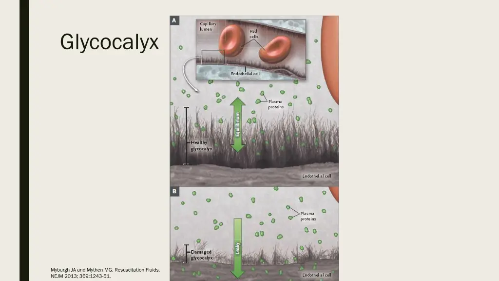 glycocalyx