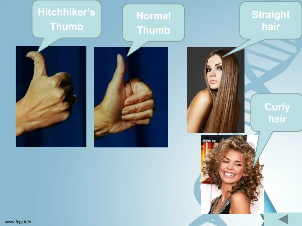 hitchhiker s thumb