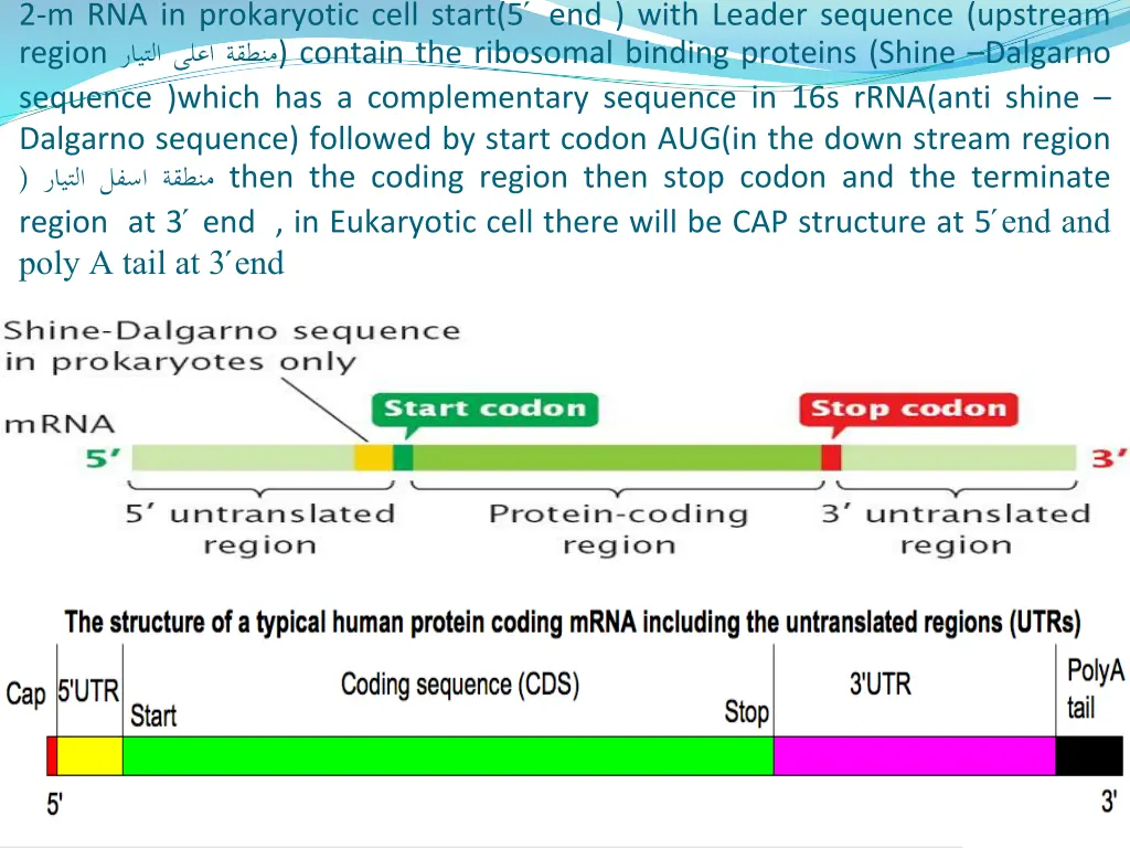 2 m rna in prokaryotic cell start 5 end with