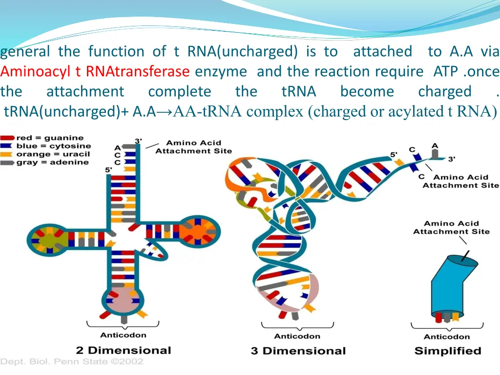 general the function of t rna uncharged