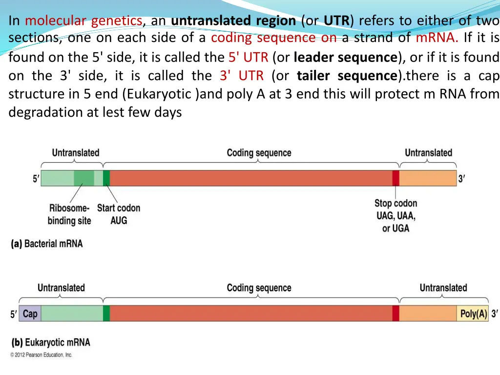 in molecular genetics an untranslated region