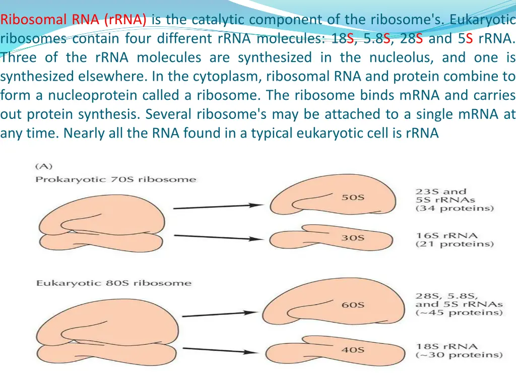 ribosomal rna rrna is the catalytic component