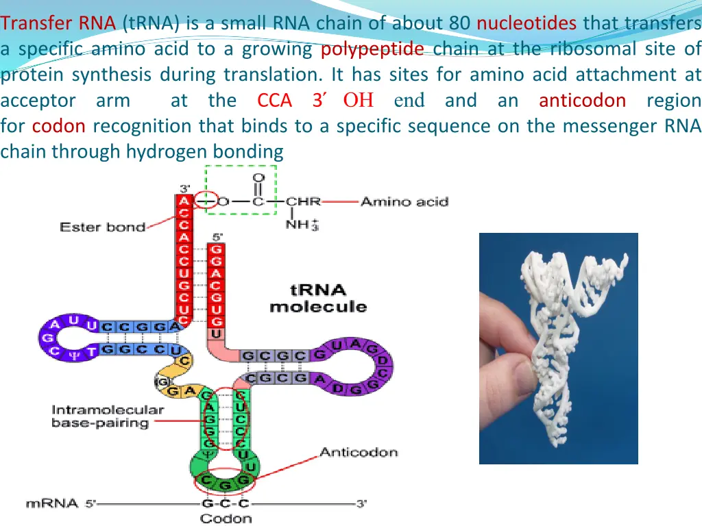 transfer rna trna is a small rna chain of about