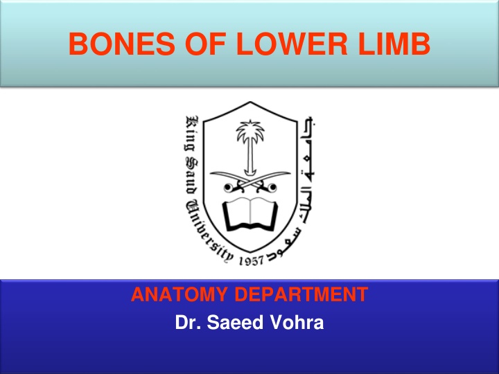 bones of lower limb