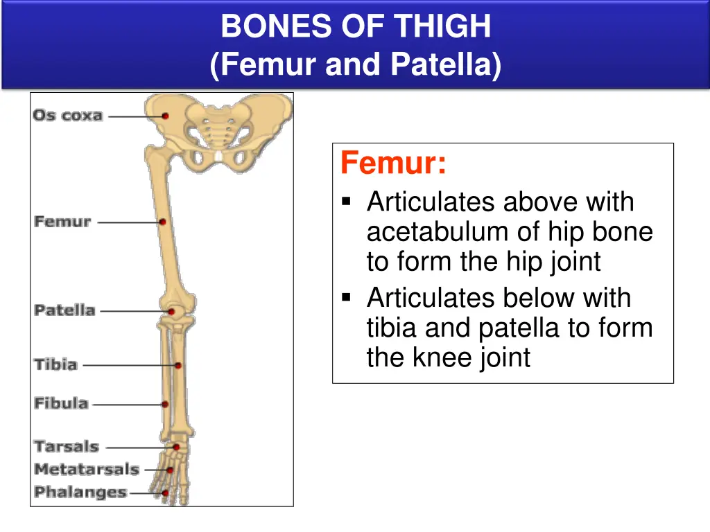 bones of thigh femur and patella