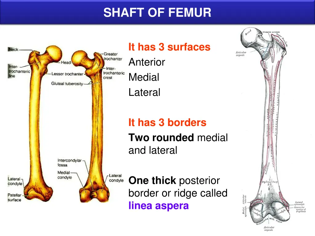 shaft of femur