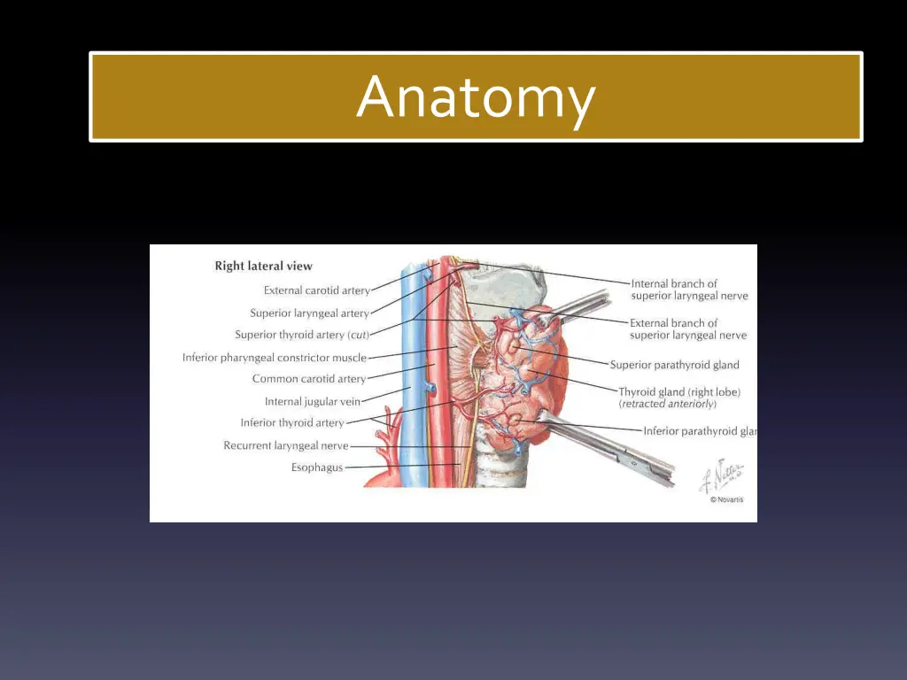 anatomy