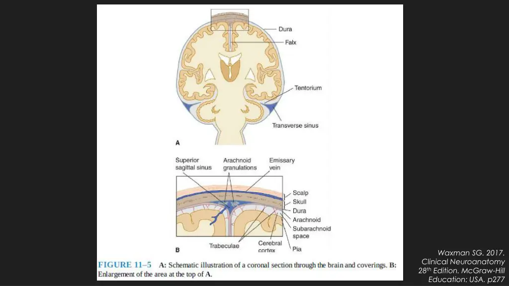 waxman sg 2017 clinical neuroanatomy