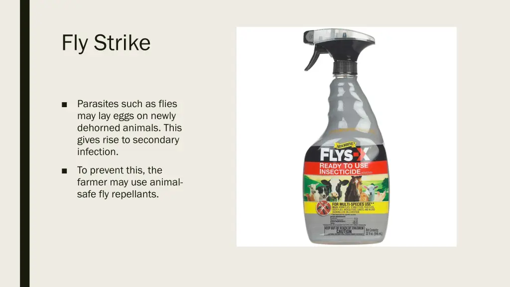 fly strike