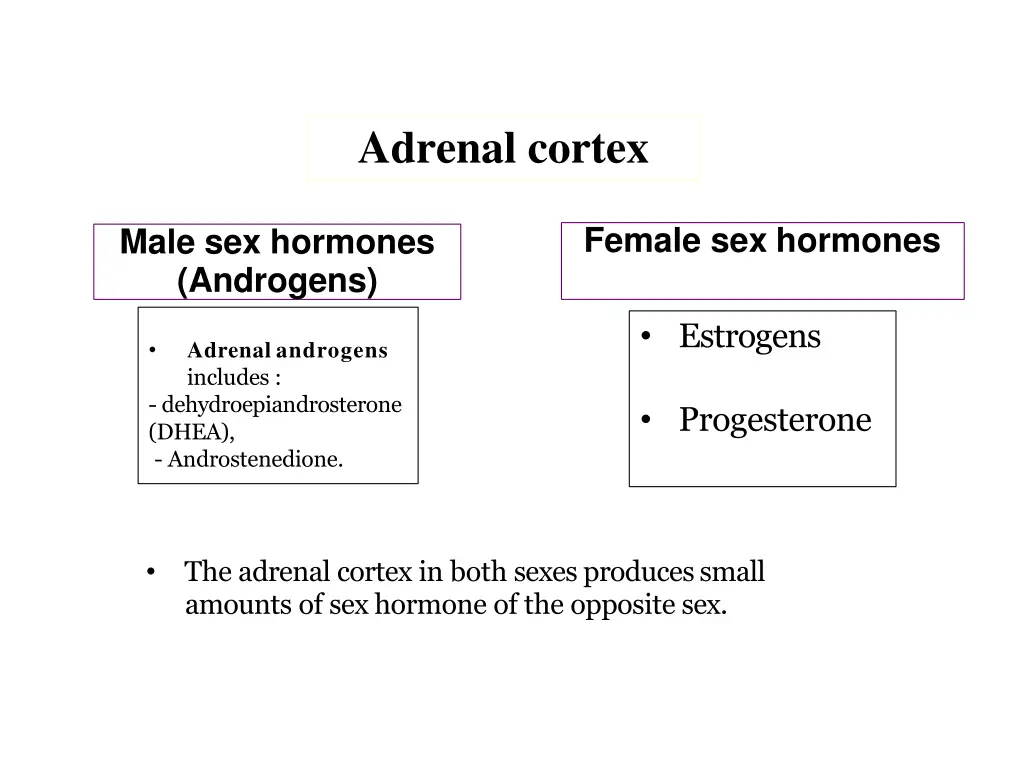 adrenal cortex
