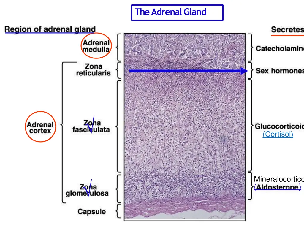 the adrenalgland