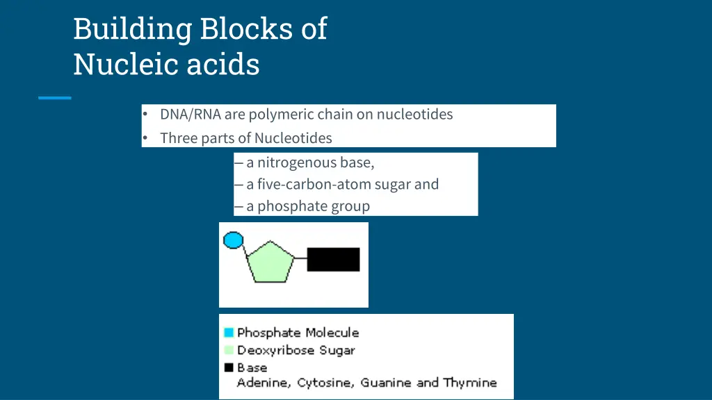 building blocks of nucleic acids