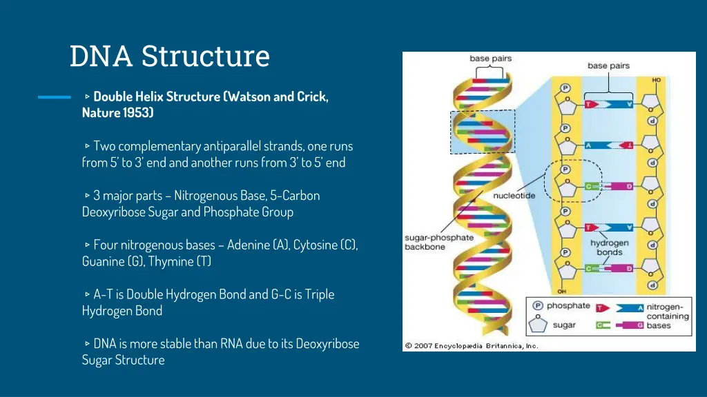 dna structure
