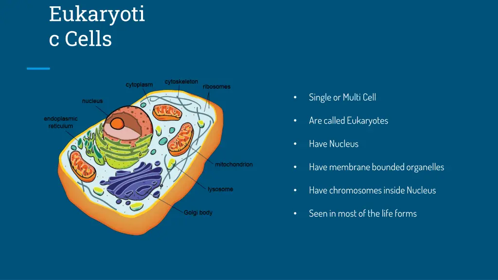 eukaryoti c cells