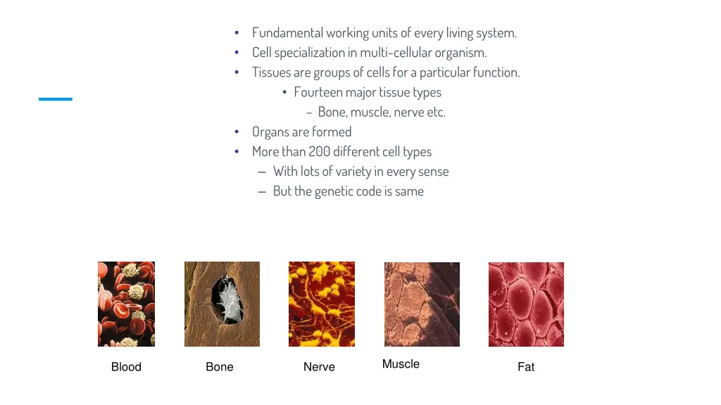fundamental working units of every living system