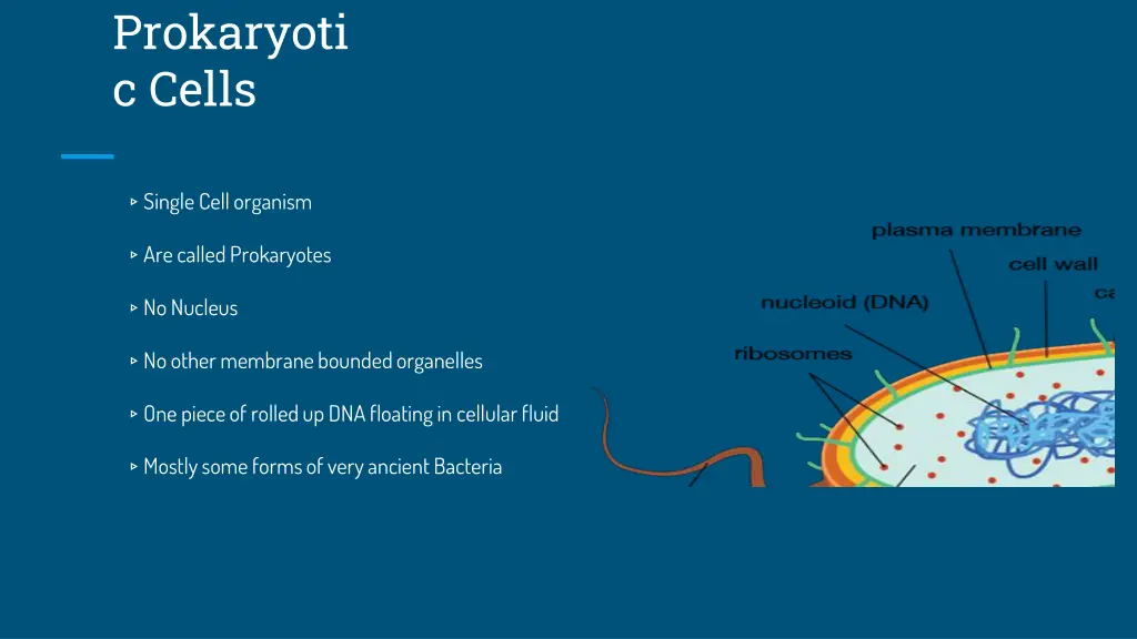 prokaryoti c cells
