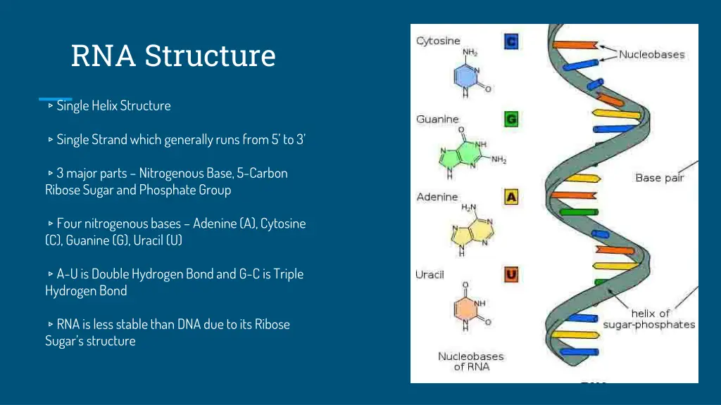 rna structure