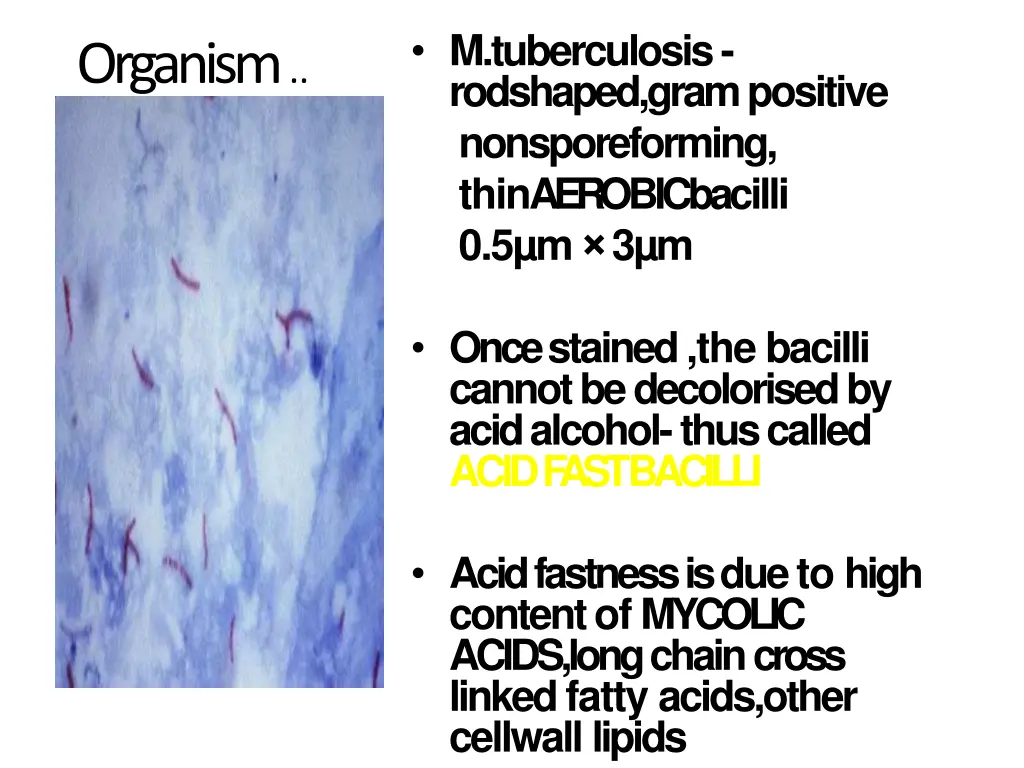 m tuberculosis rodshaped gram positive