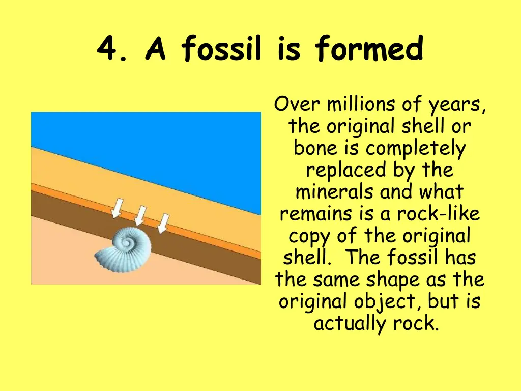 4 a fossil is formed