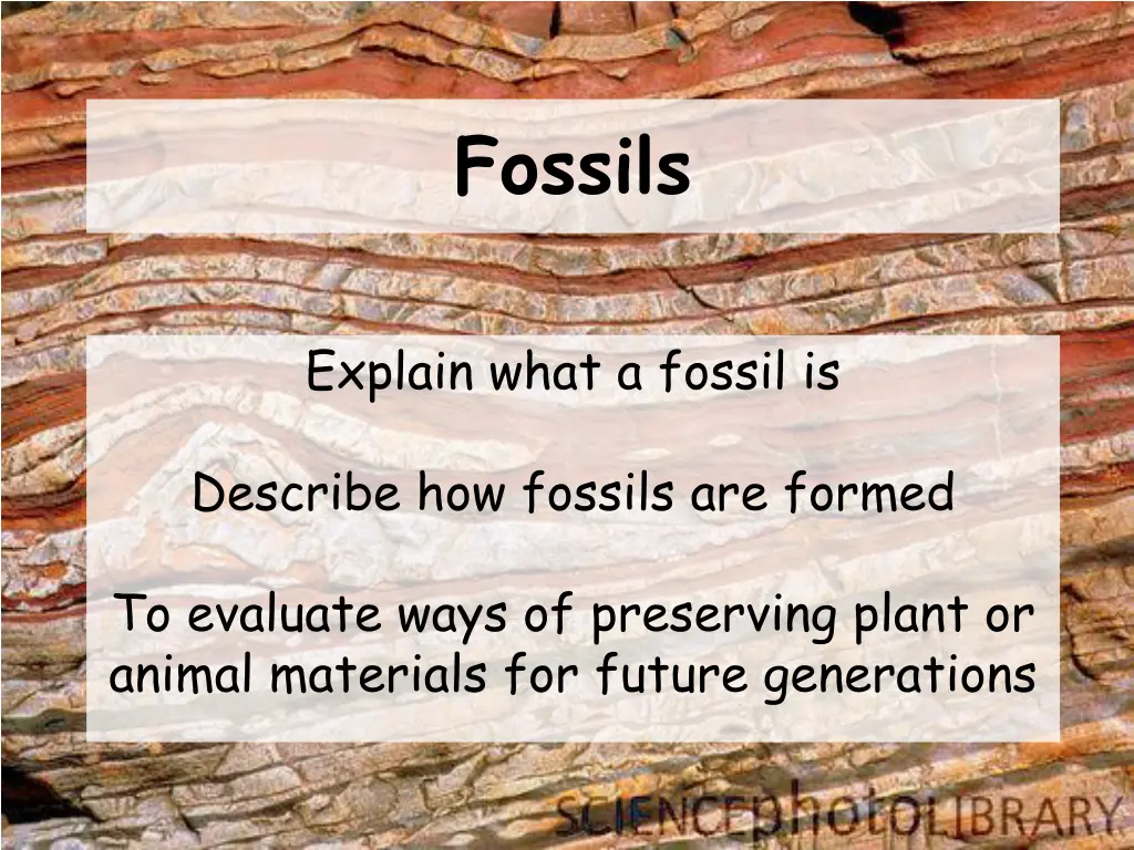 fossils 2