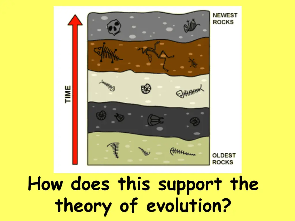 how does this support the theory of evolution